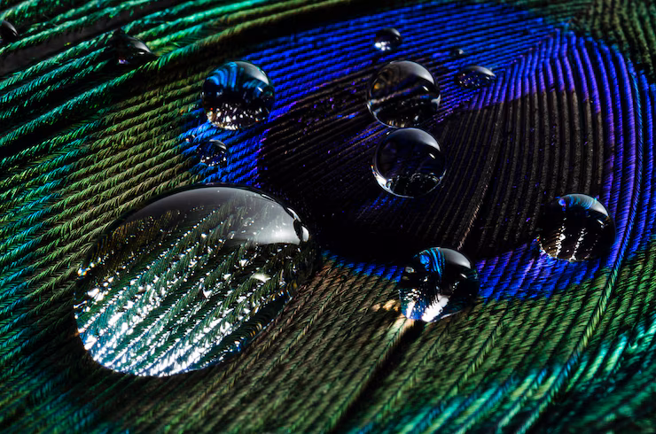 Peacock Black Friday: Trends, Insights, and Predictions